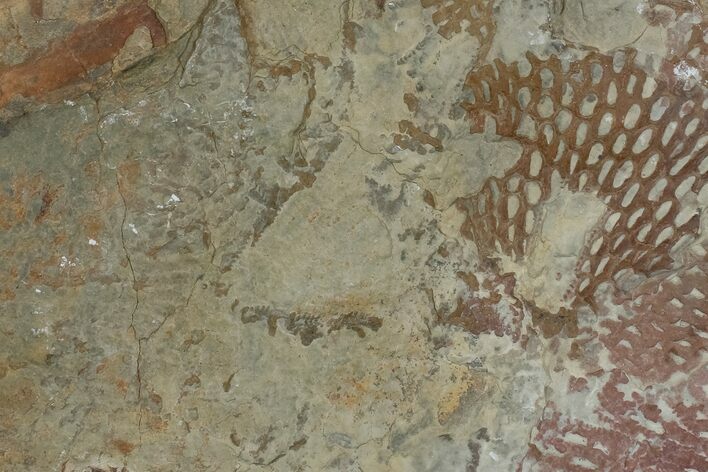 Ordovician Graptolite (Araneograptus) Plate - Morocco #174329